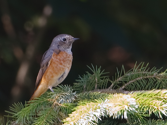 Phoenicurus phoenicurus Common Redstart Gekraagde Roodstaart